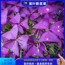 种子;种球;种苗