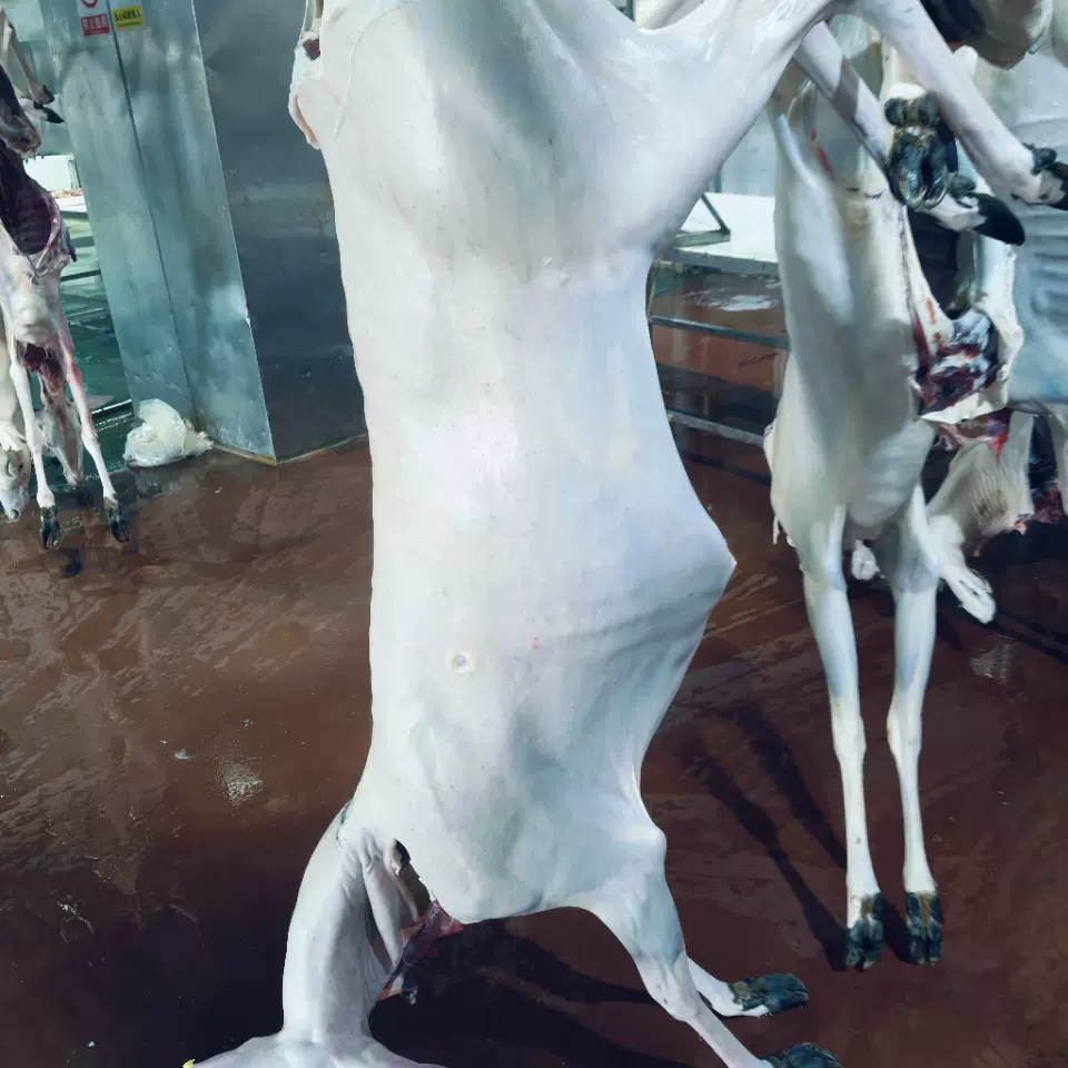 吉林鹿乡鹿场鹿肉 产地货源鹿白条批发鹿产品整只鹿肉量大从优
