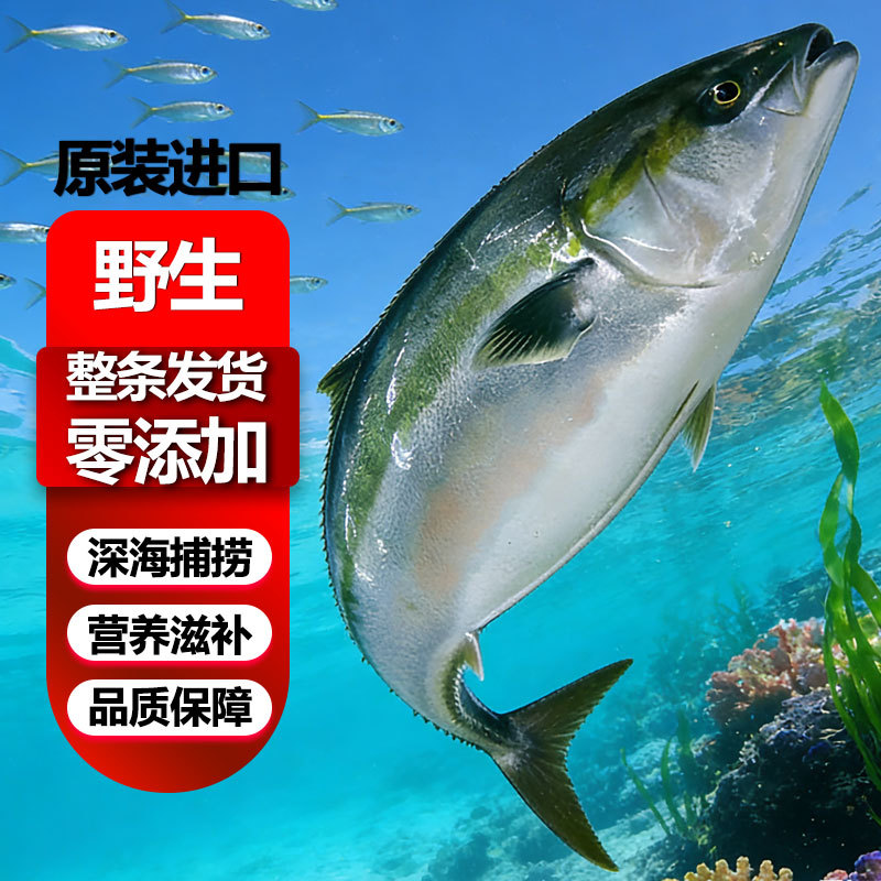 青甘鱼油甘鱼批发源头工厂炮弹鱼金枪鱼批发冷冻海鲜水产大目金枪