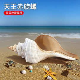 超大海螺贝壳天王赤旋螺公螺号角收藏礼品摆件装饰可吹响螺号拍照