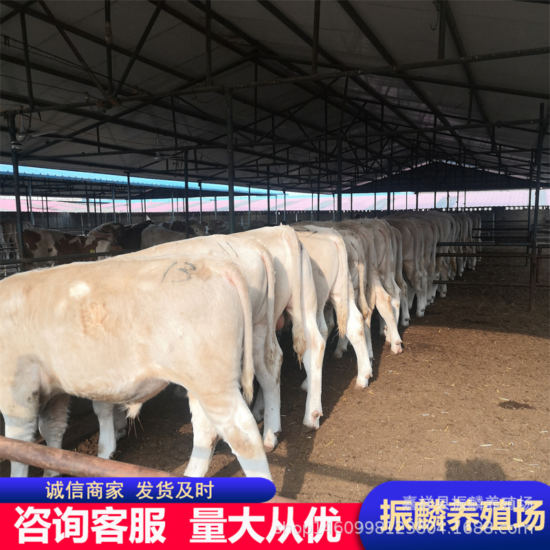肉牛犊夏洛莱牛价格改良牛苗批发肉牛夏洛莱牛养殖场欢迎考察