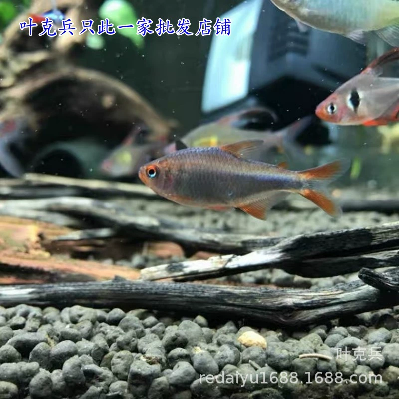 Шанхай тропический Декоративный синий бриллиант красные сливовые рыбы Южная Америка редкая импортная лампа рыба плавание хорошо можно смешивать High-End