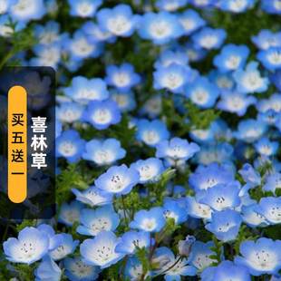 Xilincao Seeds 20 Baby Blue Eyes Butterfly Flower Seeds Courtyard Flower Mirror Balcony Outdoor Potted Autumn Sowing