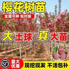 ձѻϱͥԺNֲG̴L仨ֲ