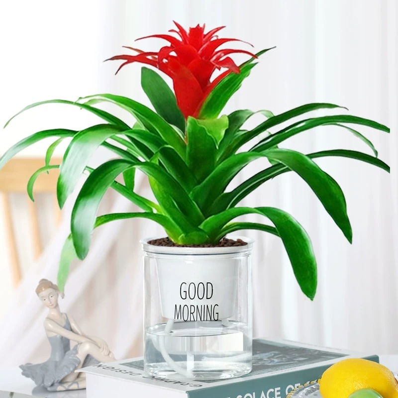 특급 행운 [굿모닝 분지] + 영양액