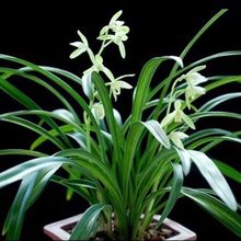 特价名贵兰花苗逸虹双骄建兰室内好养桌面花卉兰草