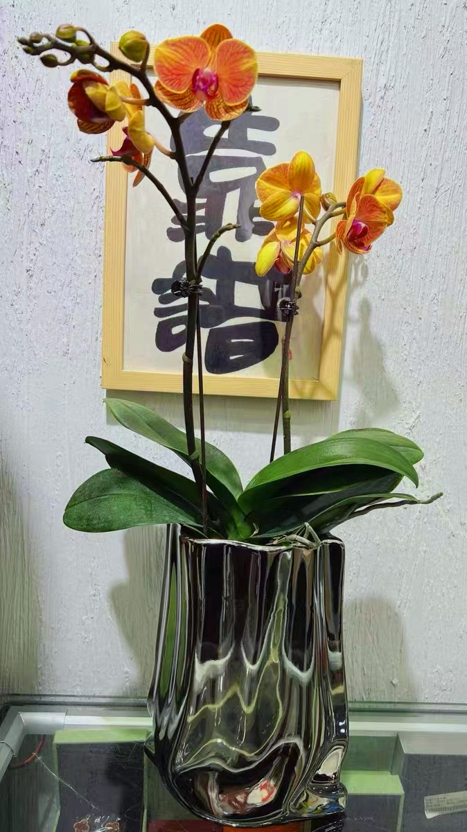 926e4363cb9604fd84ea9a9825e9fa