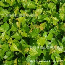 �|���ט�С�� 1-2�����G�����ְט���ľ�|���ט岥�N����ȫ����؛