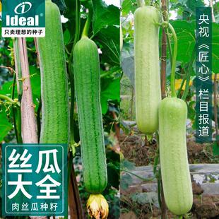 High-Yielding Luffa Seeds, Water Melon Seeds, Seedlings, Farm Spring and Summer Vegetable Luffa Seeds