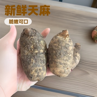 Yunnan Zhaotong fresh Gastrodia elata authentic small grass dam Wu Tianma sliced origin straight hair fresh Gastrodia elata