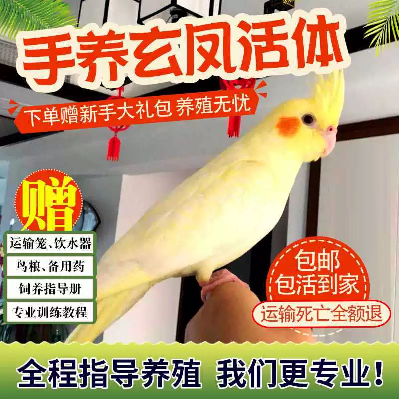 Попугай Xuanfeng для содержания и тренировок, обучение речи, домашний питомец, пара птиц может содержаться вместе