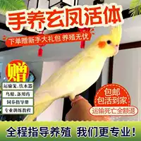 Попугай Xuanfeng для содержания и тренировок, обучение речи, домашний питомец, пара птиц может содержаться вместе