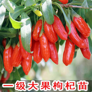 Lycium Barbarum Saplings Potted Ground Planting in the North and South for All Year Round Planting of the Current Year's Fruit Lycium Barbarum Edible Ningxia Black and Red Wolfberry Seedlings