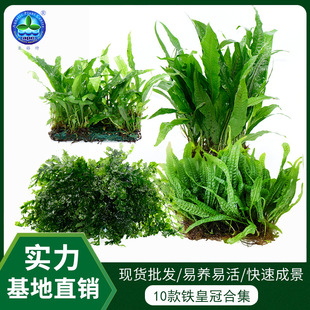 Grass Jar Landscape Living Water Grass Micro Landscape Water and Land Jar Beautification Ornamental Plants Iron Crown Water and Grass Collection