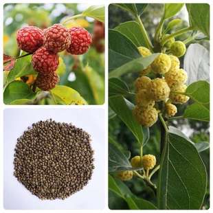 ���l�Ϙ�N�����ٷN�Ә����N��ֲ���ϷN����ľ�N���ļ�ͥԺ���N