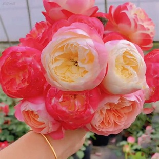 Dropshipping Japanese-Style Rose Seedlings, Blooming Rose Potted Flowers, Climbing Plants, Vine Roses, Saplings, Green Plants