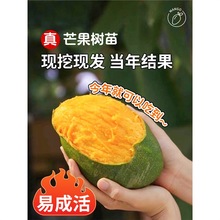 芒果树嫁接金煌芒四季芒果树红贵妃当年结果庭院阳台盆栽好养