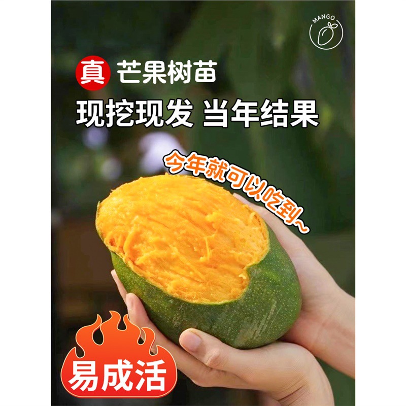 芒果树嫁接金煌芒四季芒果树红贵妃当年结果庭院阳台盆栽好养