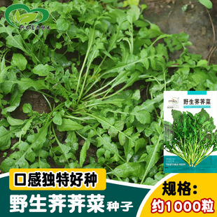 �Ѓ�Ұ���j�j�˷N�� �ļ��̨���Ժ��Ĳ˷N�� �����׷N�r����Ʒ�N