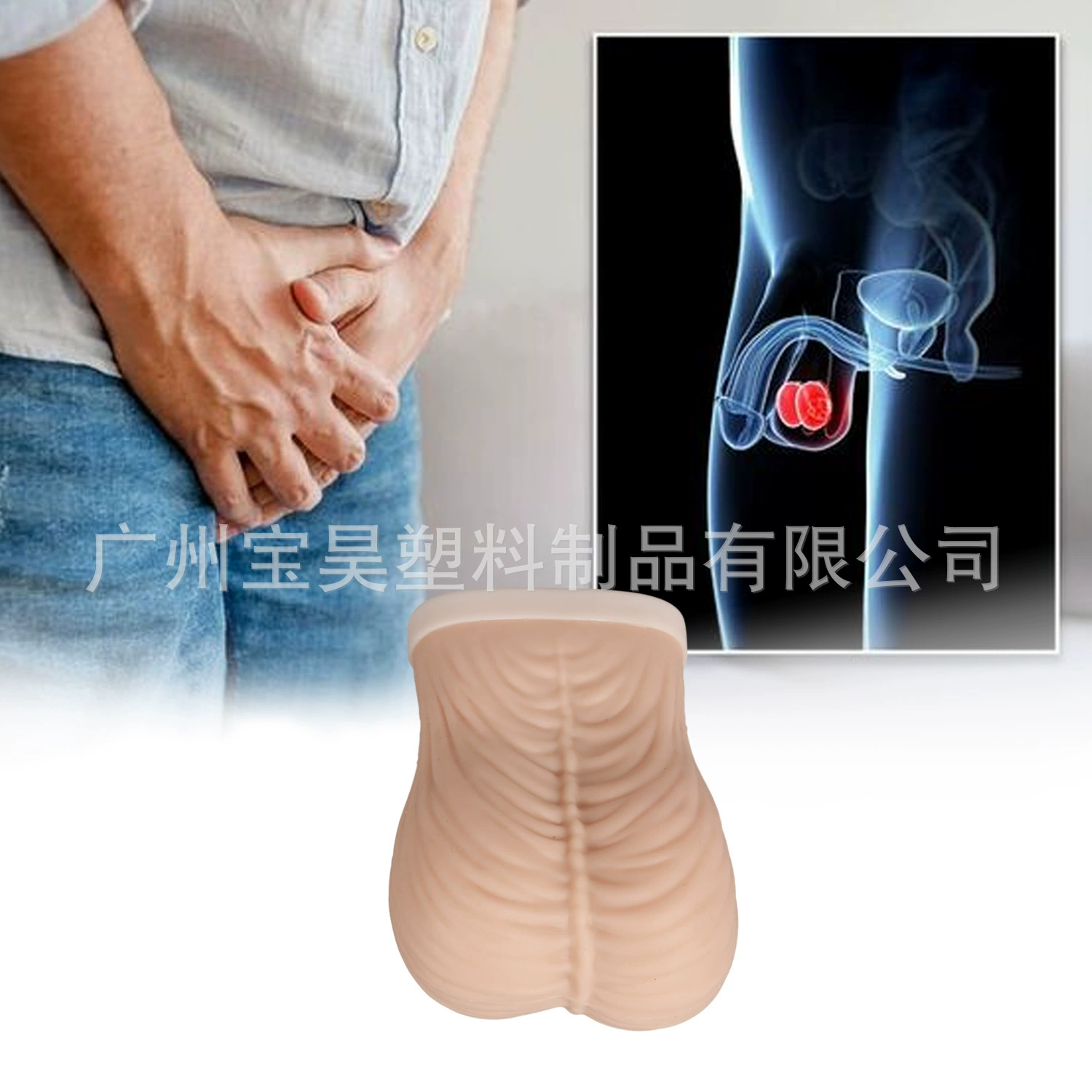 Teaching model simulation Men's testicular model testicular self -examination exercise model large size and small size