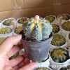 Base direct supply ｜ Fei Hua Yujin Flower Fairy Basin Plant House Flower Green Plant succulents export