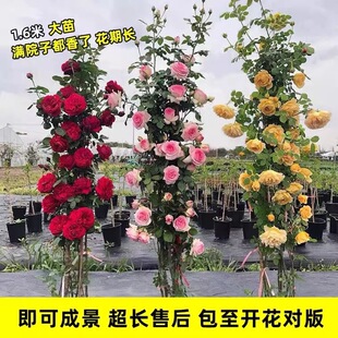 �Nޱ�����ٱ��¼��󻨝���ͥԺ�ļ��_������ֲ�ﻨ�������̨õ��