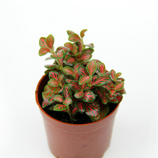 Micro Landscape Background Plants, Landscaping Plants, Small Flame Reticulate Grass, Red Reticulate Grass, Small Leaf Base Wholesale