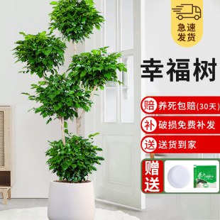 Happy Tree Living Room Potted Large Green Plant Office Indoor Formaldehyde-Absorbing Plant Old Pile Is Good for Feeding and Purifying the Air