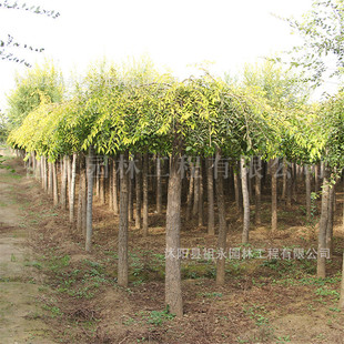 ���~�ܻ��ع���ͥԺ���̾G����ľ���@�ļ��Gֲ�����·���A���~��