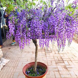 ͥԺ���٘���e���������ٻ��Ϙ�����ֲ���L�����Tǰ����_������