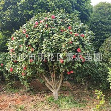 �Ԯa���N�軨�� �1.5�׵�ɽ�軨�����l ؛��r�� ��׼�F؛