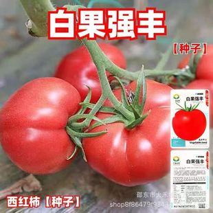 �׹����S�ۼt���ѷN�����t���N�Ѹ߮a��Ʒ�N��t����ɳȿ�߲˷N��