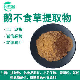 鹅不食草提取物 水提 鹅不食草粉 喷雾干燥 鹅不食草浸膏粉