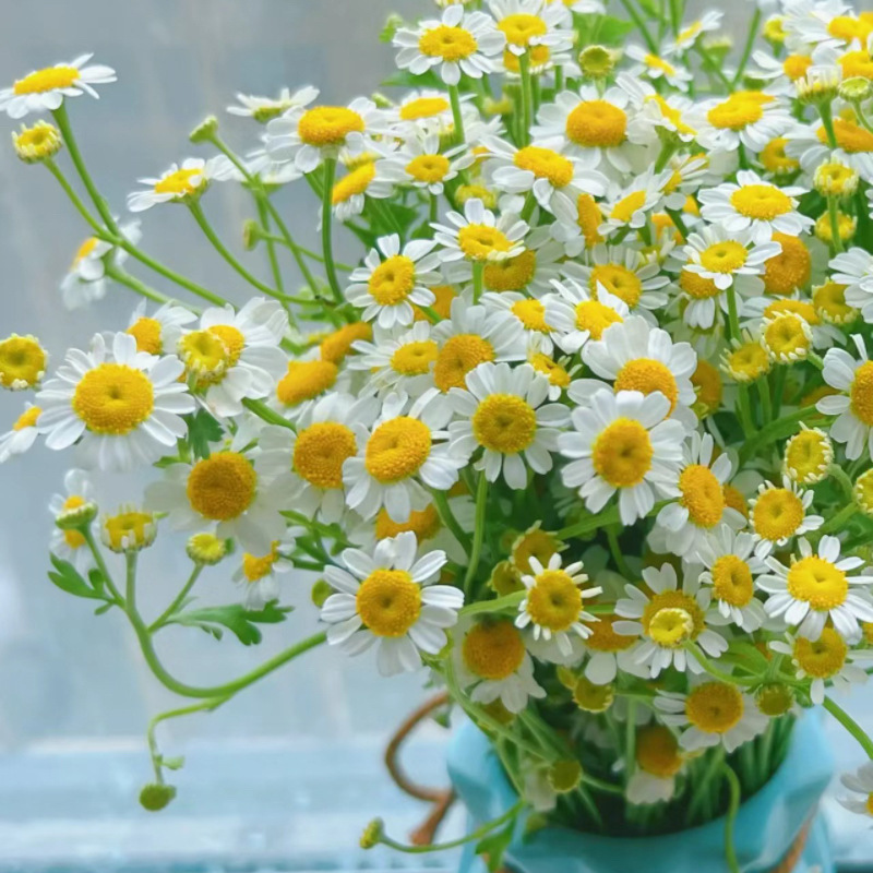 玫瑰花鲜花云南昆地批直发百合向日葵红豆家用鲜切水养插绢花|undefined
