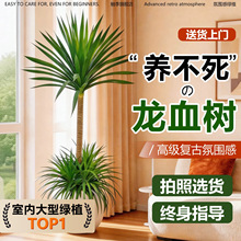 龙血树客厅绿植龙须树龙铁树客厅绿植室内大型高级感植物造型盆栽