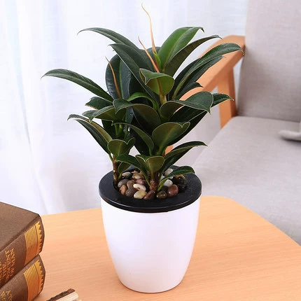 Черный Кинг-Конг Каучуковое дерево Зеленое растение в горшке Гостиная Крытый балкон Завод Офис Большой лист Четыре сезона Горшечное растение Легко жить