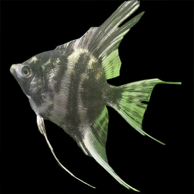 Маома Лайвинг Рыба Большая ласточка Рыба Три цвета Тропическая тропическая Рыба Маленькая Свежая вода Хорошее разноцветное Маома Вырент