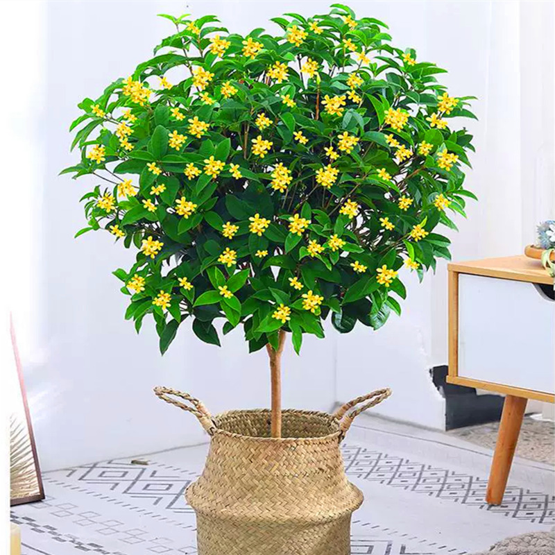 桂花树苗四季桂花卉盆栽八月桂花苗金桂大树地栽开花浓香丹桂庭院