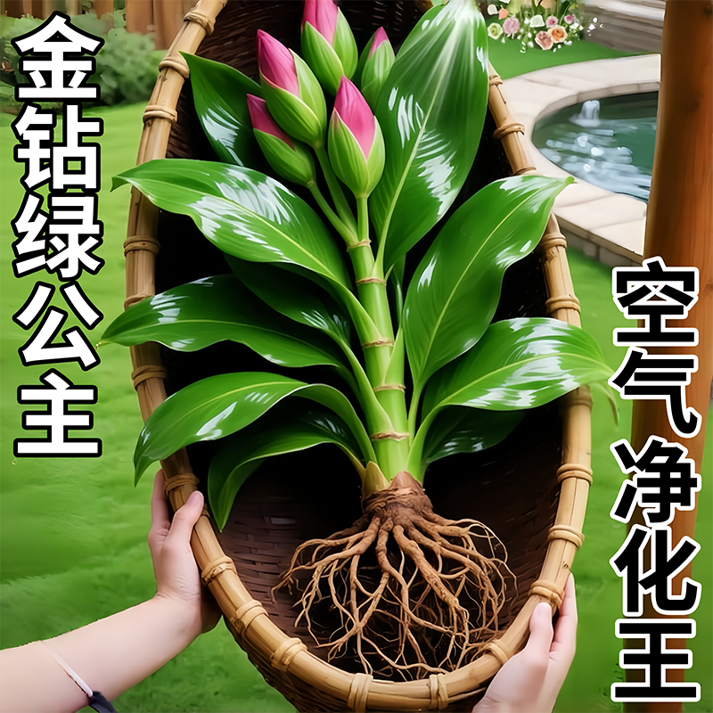 水培植物大叶金钻盆栽绿公主办公室内桌面绿萝净化空气水养盆栽