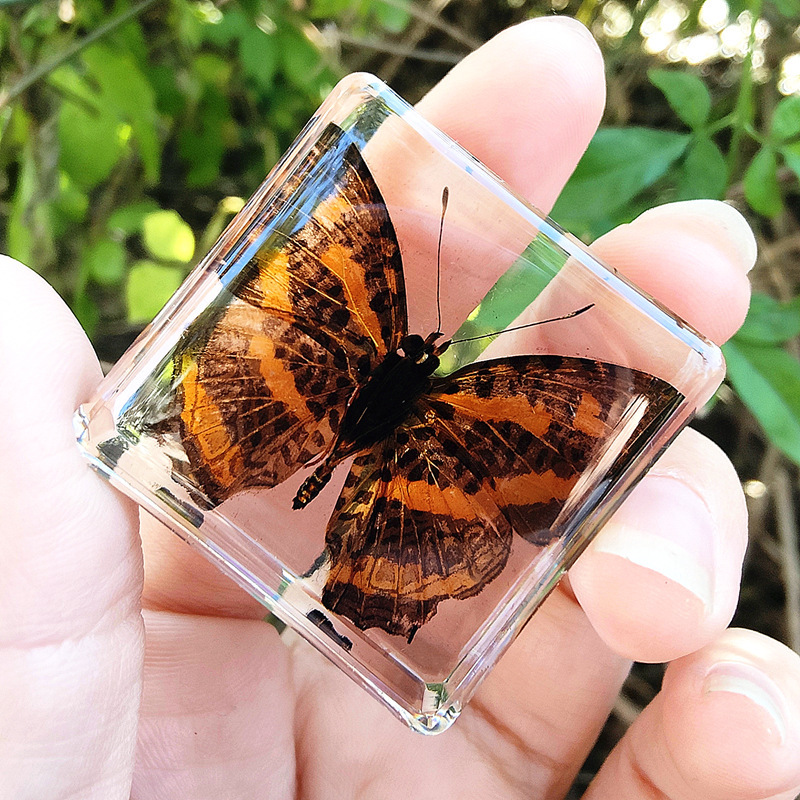 적갈색 느슨한 나비 80%