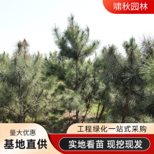 苗圃批发油松树苗各种规格油松苗 优质绿化用苗白皮松 黑松