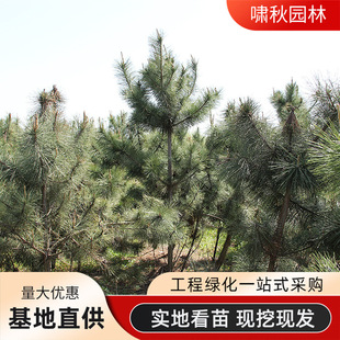 �������l���ɘ�����NҎ�������� ���|�G�������Ƥ�� ����