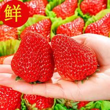 丹東99草莓現摘現貨新鮮四川水果奶油紅顏冬商用烘焙批發包郵網紅