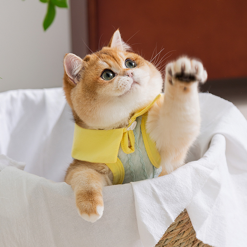 Gato primavera verano jacquard tejido polo cuello contraste color chaleco de dos patas perro pequeño y mediano perro peluche ropa para mascotas