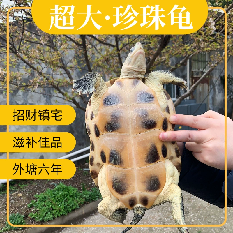 Негабаритная китайская черепаха Жемчужная черепаха Zhaocai Zhenchuan дом Декоративное долголетие жизни живая большая и маленькая черепаха живая домашнее животное оптом