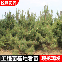 黑松小苗绿化苗木松树庭院黑松苗黑松造型树四季常青植物松树苗