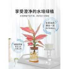 水培植物吉利红万年盆栽室内办公室桌面水养小绿植花卉好养富尚