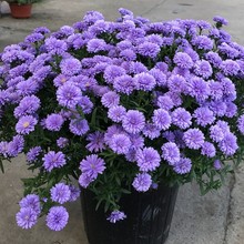 mռСҰʾС_һްذԾջ