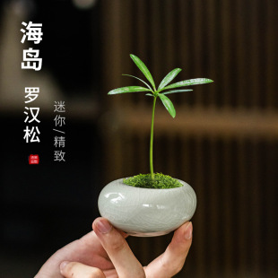 ���s�_�h��Ĵָ�����G�����Z��С�ڏ�����͸��Gֲ������[��