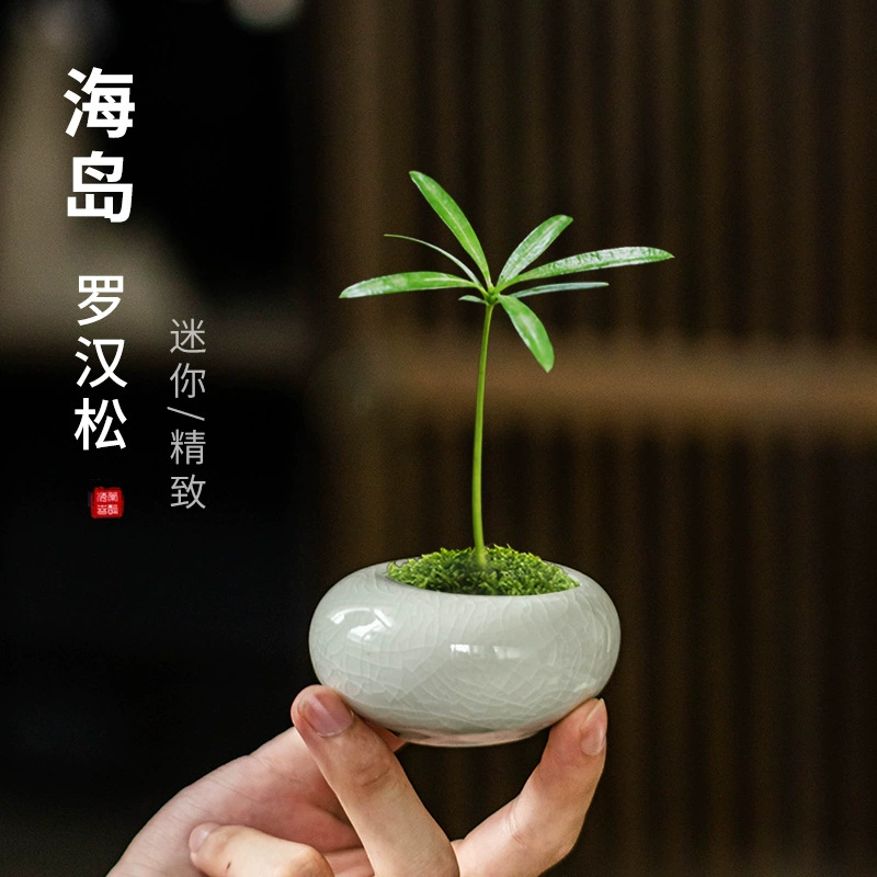 Простой Luo Han Song горшок с цветочным горшком Ge Kiln Мини-гусиное яйцо малого калибра домашнее дышащее зеленое растение горшок украшения